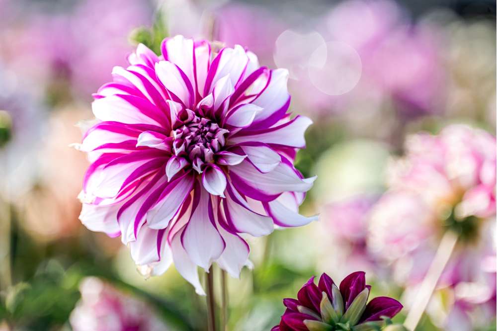 Dahlia 'Radegast'